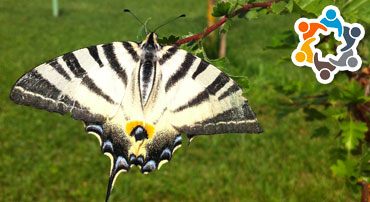 monza farfalla rara