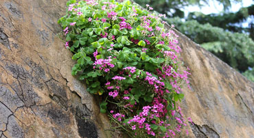 fiori sul muro